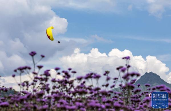 贵州桐梓：盛夏花开游客来