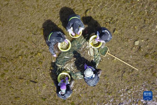 青海湖湟鱼洄游路上的“助产师”