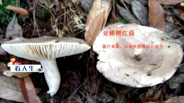 这种菌子很难分辨，有剧毒！千万别吃！