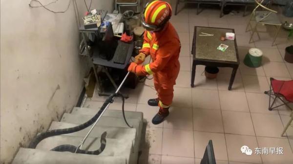 惊魂！福建男子一睁眼，3米剧毒眼镜蛇......