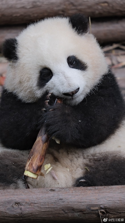 看圖識熊熊貓和花和葉2歲啦