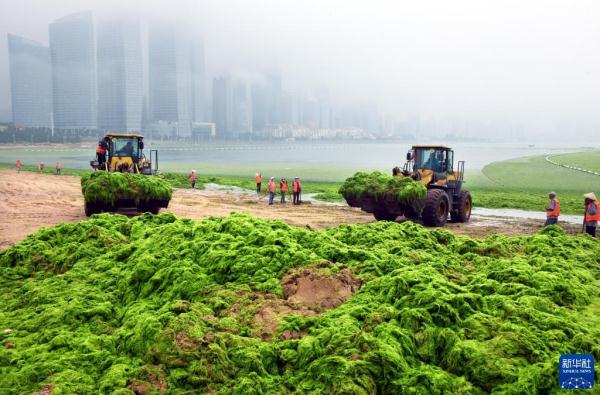 浒苔登陆青岛 积极清理应对