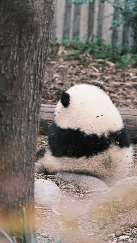 看圖識熊熊貓和花和葉2歲啦