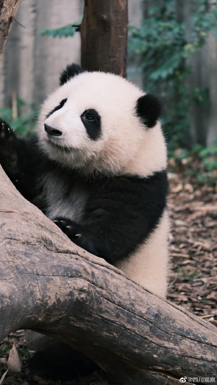 看圖識熊熊貓和花和葉2歲啦