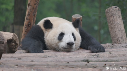 看圖識熊熊貓和花和葉2歲啦