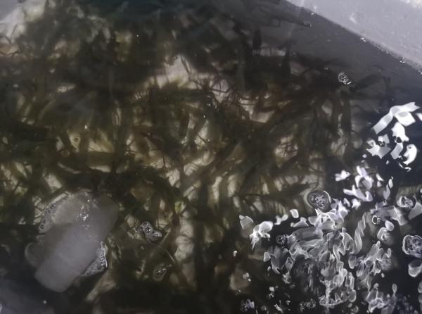 价格腰斩！浙江很多人爱吃的高档美味大降价，现在买最便宜