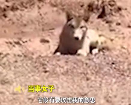 女子无人区上厕所与狼四目相对:“我以为是二哈” 女子无人区上厕所与狼四目相对:“我以为是二哈”