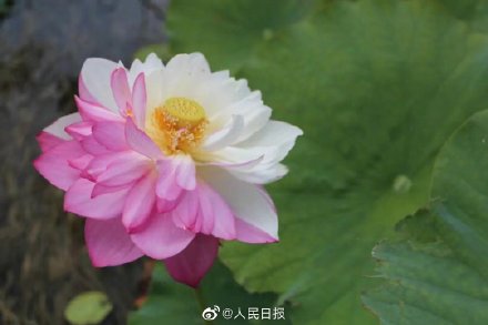 好运“莲莲”!普者黑珍稀荷花一半红一半白 好运“莲莲”!普者黑珍稀荷花一半红一半白
