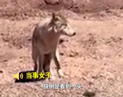 女子无人区上厕所与狼四目相对:“我以为是二哈” 女子无人区上厕所与狼四目相对:“我以为是二哈”