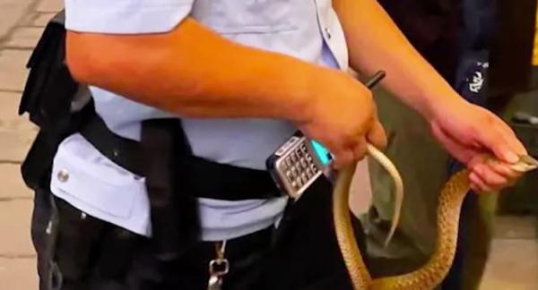 女子无人区上厕所与狼四目相对:“我以为是二哈” 女子无人区上厕所与狼四目相对:“我以为是二哈”