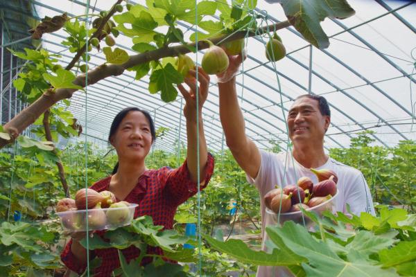 游生态黄河口 品甜心无花果