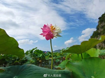 好运“莲莲”!普者黑珍稀荷花一半红一半白 好运“莲莲”!普者黑珍稀荷花一半红一半白