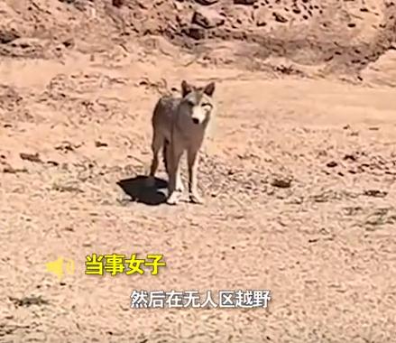 女子无人区上厕所与狼四目相对:“我以为是二哈” 女子无人区上厕所与狼四目相对:“我以为是二哈”