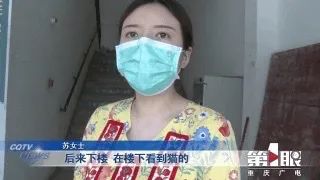 寄养猫咪到朋友家，意外死亡！重庆女子向朋友索赔
