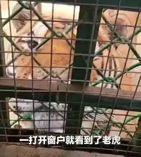 女子无人区上厕所与狼四目相对:“我以为是二哈” 女子无人区上厕所与狼四目相对:“我以为是二哈”