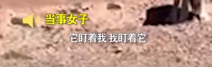 女子无人区上厕所与狼四目相对:“我以为是二哈” 女子无人区上厕所与狼四目相对:“我以为是二哈”