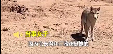 女子无人区上厕所与狼四目相对:“我以为是二哈” 女子无人区上厕所与狼四目相对:“我以为是二哈”