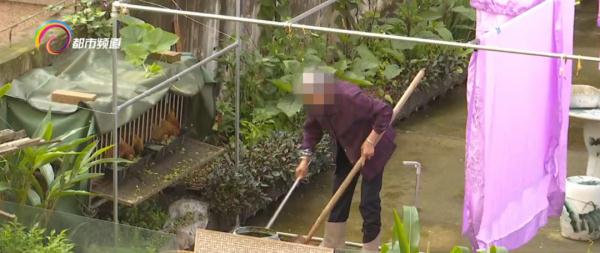 住户在天台养鸡，味道熏人还扰民，邻居很苦恼！业主表示：立即整改