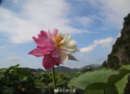 好运“莲莲”!普者黑珍稀荷花一半红一半白 好运“莲莲”!普者黑珍稀荷花一半红一半白