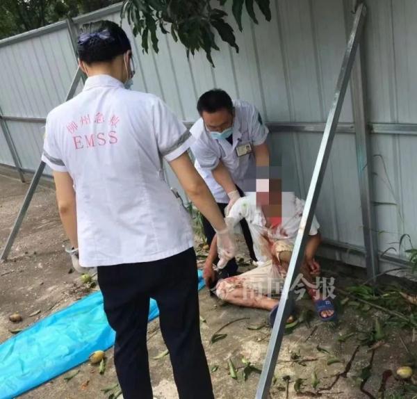路边的芒果真的不要摘！不信你看……