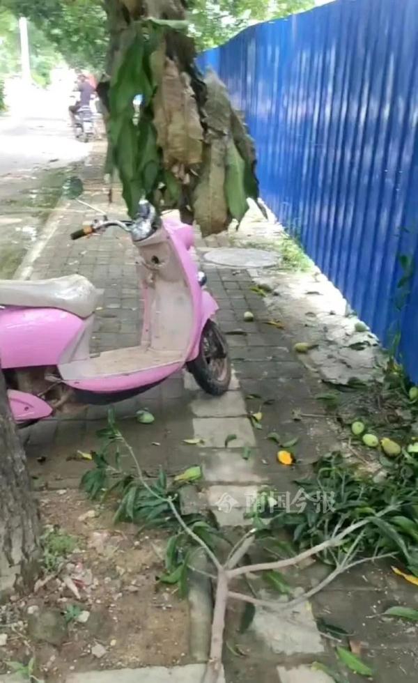 路边的芒果真的不要摘！不信你看……