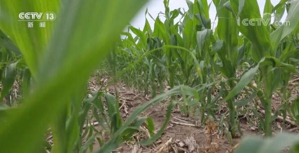 【在希望的田野上·三夏时节】推动黑土地保护与利用 守护大粮仓