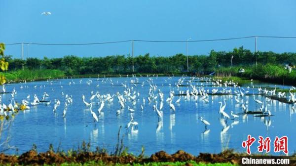 微山湖西畔江苏沛县湖西农场万只白鹭翩飞美如画