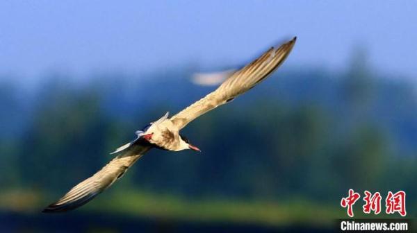 微山湖西畔江苏沛县湖西农场万只白鹭翩飞美如画