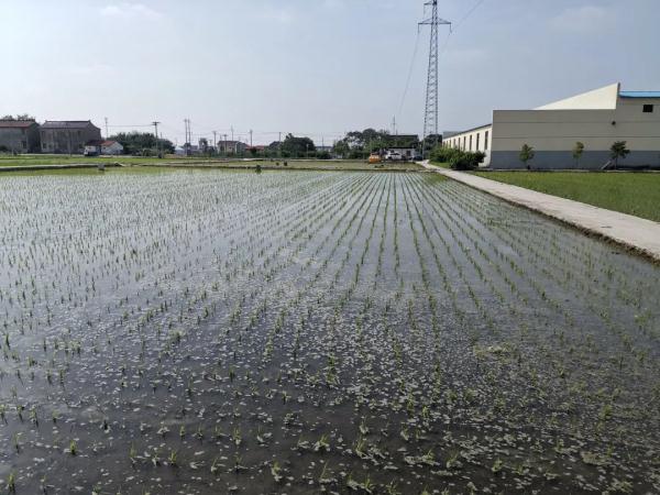 遭遇不典型“梅雨季”,江苏农业生产要注意啥 遭遇不典型“梅雨季”,江苏农业生产要注意啥