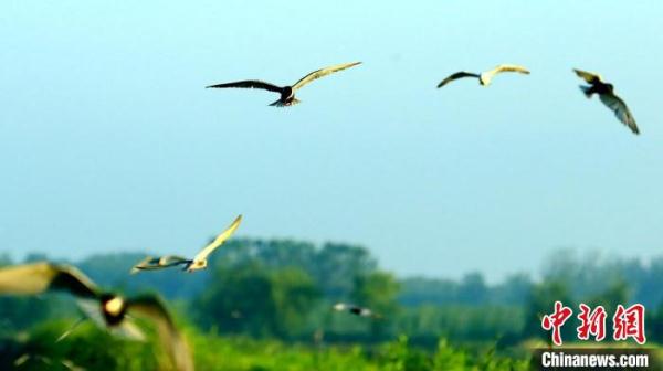 微山湖西畔江苏沛县湖西农场万只白鹭翩飞美如画