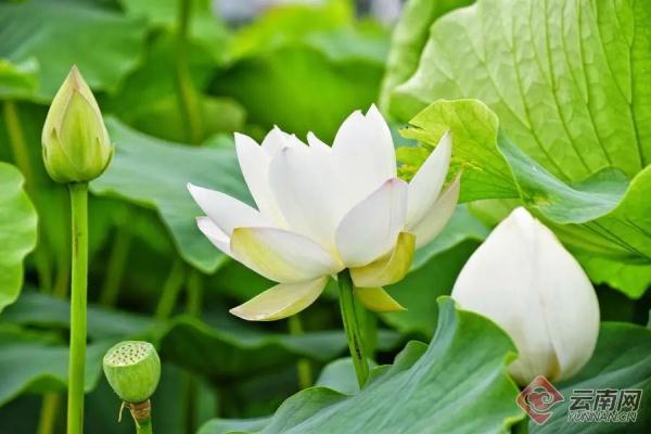 今日10时38分，小暑节气来了！