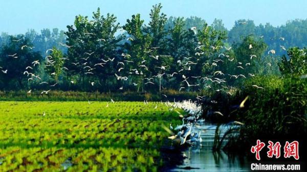 微山湖西畔江苏沛县湖西农场万只白鹭翩飞美如画