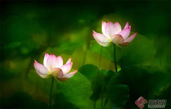 今日10时38分，小暑节气来了！