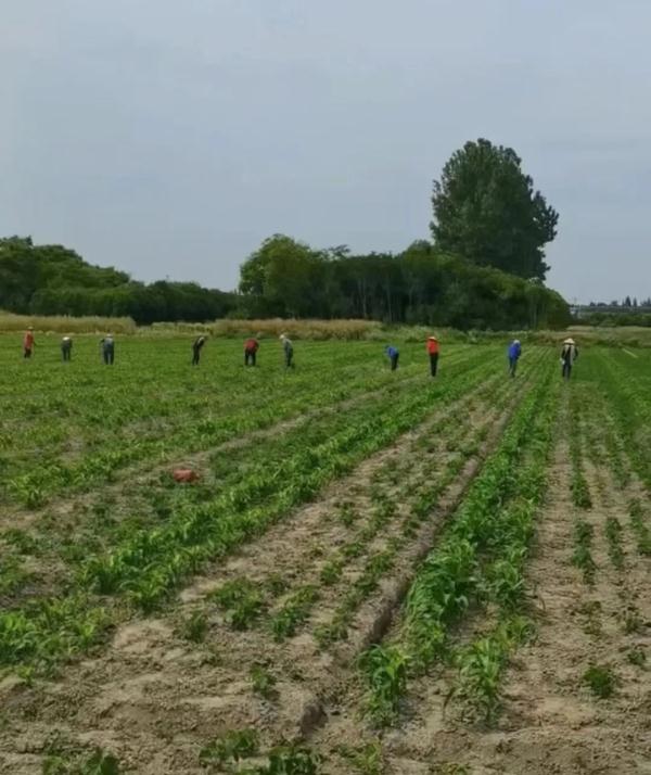 遭遇不典型“梅雨季”,江苏农业生产要注意啥 遭遇不典型“梅雨季”,江苏农业生产要注意啥