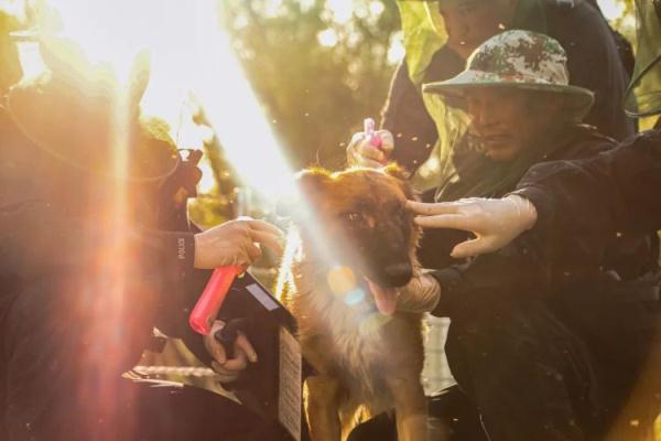 这里的蚊子有多毒？连警犬都扛不住了！
