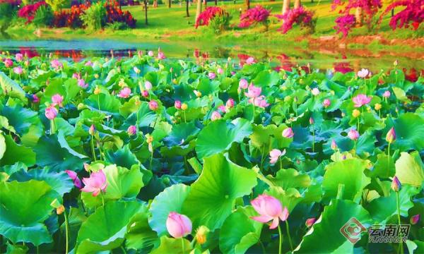 今日10时38分，小暑节气来了！