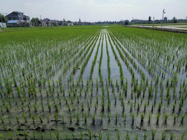 遭遇不典型“梅雨季”,江苏农业生产要注意啥 遭遇不典型“梅雨季”,江苏农业生产要注意啥