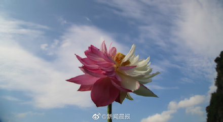 云南有种珍稀荷花是红白双拼