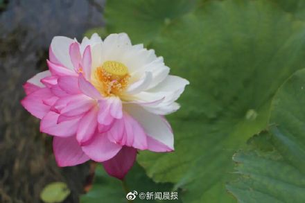 云南有种珍稀荷花是红白双拼
