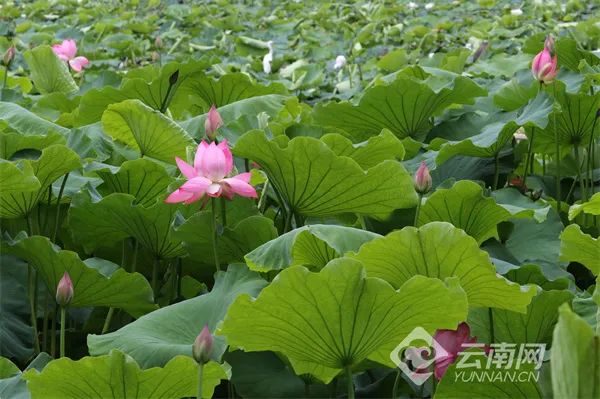 今日10时38分，小暑节气来了！