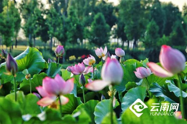 今日10时38分，小暑节气来了！