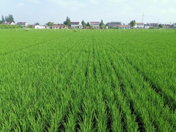 遭遇不典型“梅雨季”,江苏农业生产要注意啥 遭遇不典型“梅雨季”,江苏农业生产要注意啥