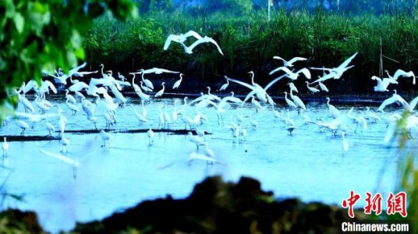 微山湖西畔江苏沛县湖西农场万只白鹭翩飞美如画