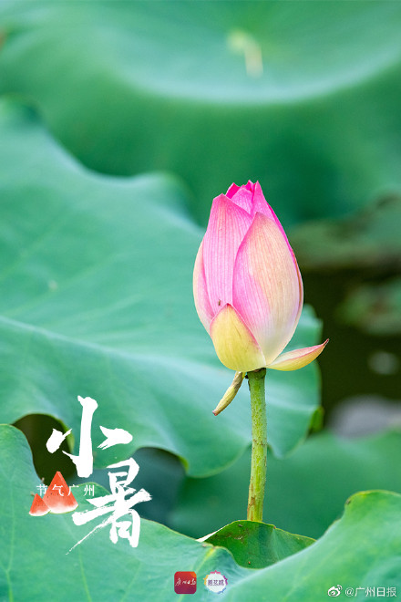今日小暑 你准备好迎接盛夏了吗? 今日小暑 你准备好迎接盛夏了吗?