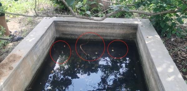 蓝朋友上演蛇口夺鸡! 蓝朋友上演蛇口夺鸡!