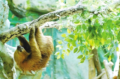 三只树懒入住郑州市动物园！“新房客”真和“闪电”一样慢？