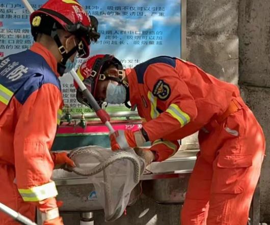 蓝朋友上演蛇口夺鸡! 蓝朋友上演蛇口夺鸡!