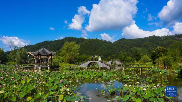 福建武夷山：莲花盛开采莲忙