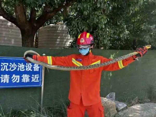 近两米长！副驾传来异响，男子一摸吓掉魂，最近“无孔不入”