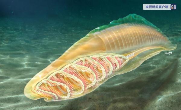 我国科学家研究确认云南虫是最原始脊椎动物